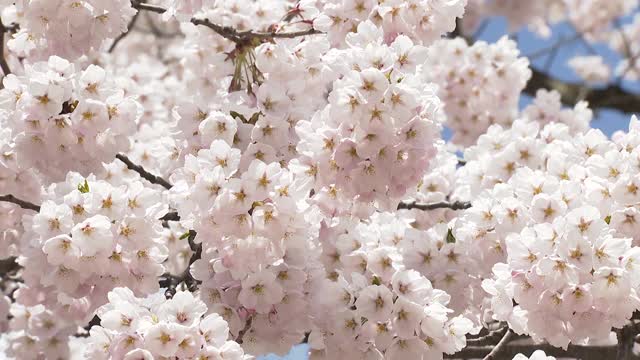 樱花盛开在宽崎公园，在冠状病毒大流行期间被遗弃视频素材