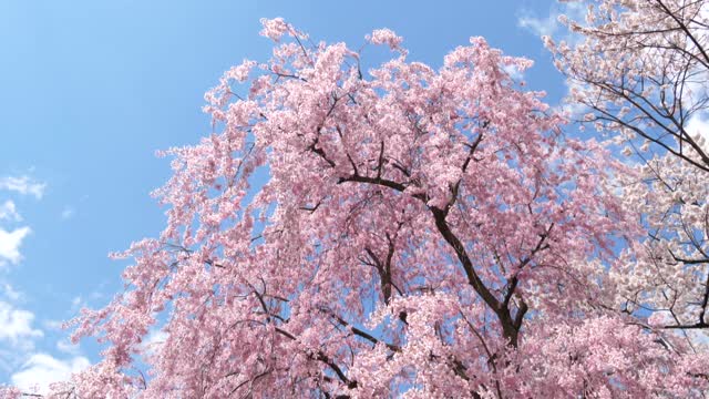 樱花盛开在宽崎公园，在冠状病毒大流行期间被遗弃视频素材