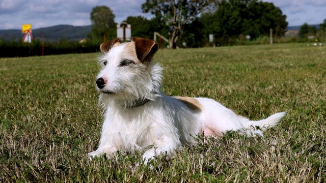 一只可爱的小猎犬在草地上玩耍视频素材