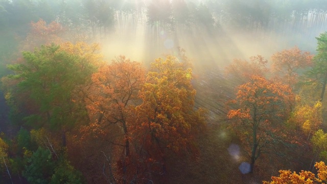 空中射击。晴朗的天气，在多雾的秋天森林。在清晨的阳光中飞过五彩缤纷的秋树。秋天的公园视频素材