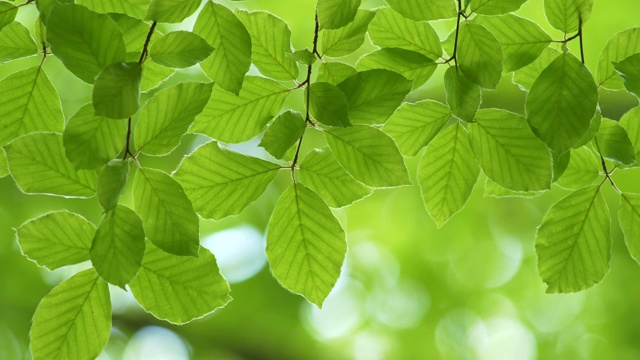 清新的春天的绿叶背景。树枝上的叶子在风中摇摆。模糊的绿色植物背景视频素材