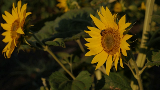 向日葵(Helianthus annuus)头在蓝天下4K镜头视频素材