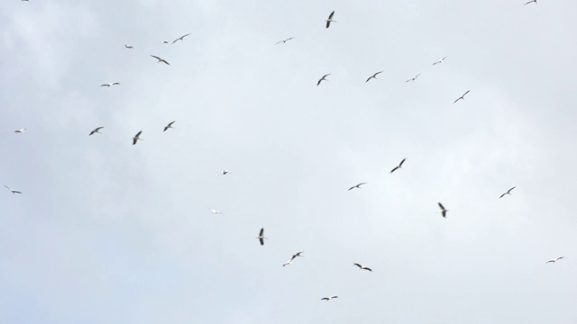 木鹳乐队在天空飞翔视频素材