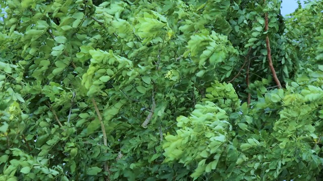 树木与强风和雨水视频素材