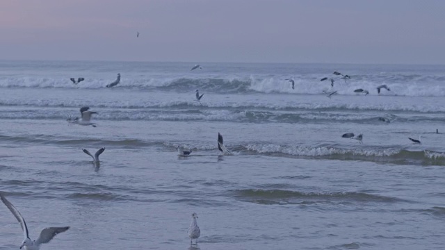 海鸥在海岸线的浅水区起飞视频素材