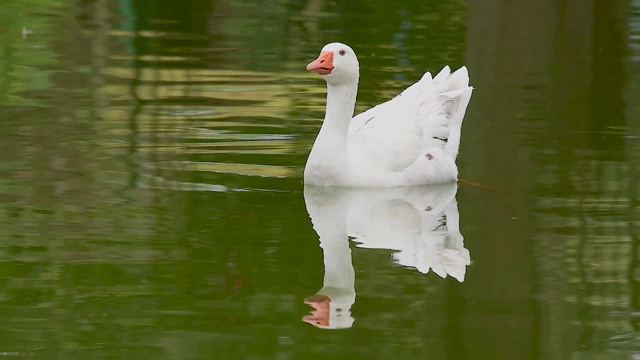 鸭子在湖里游泳视频素材