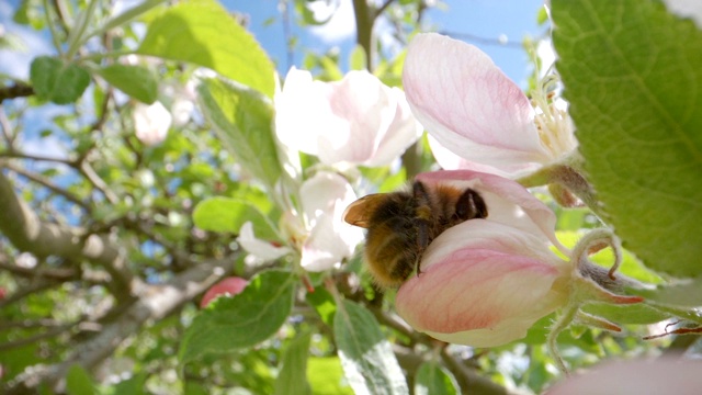 近距离观察花里的蜜蜂视频素材