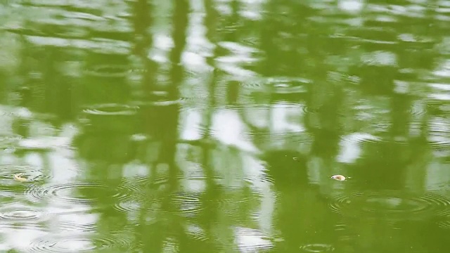 湖里的雨视频素材