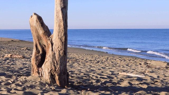 意大利海滩沙滩上的一个木杆特写。空旷的海滩，海浪在晨光中拍打着海岸。没有人。意大利的维亚雷吉奥的。沙滩上的浮木。视频下载