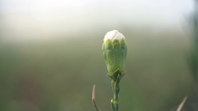 白色康乃馨花蕾高清特写视频视频素材