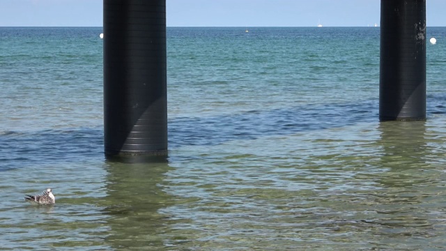 海鸥在波罗的海海滩的水里游泳视频素材