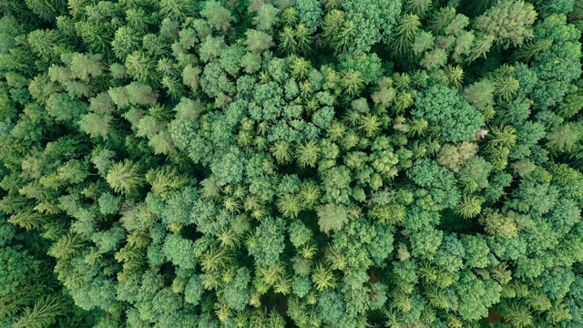 温带针叶林。无人机俯视图。保护地球。砍伐森林的问题。视频素材