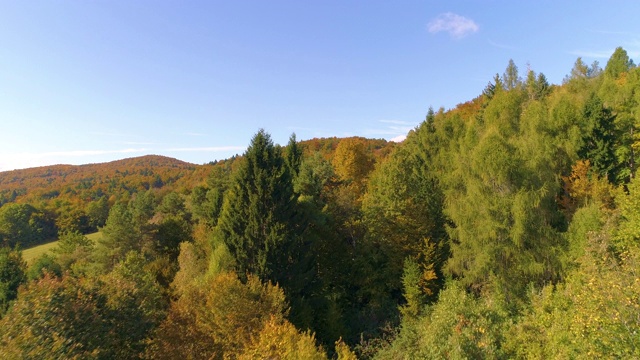 无人机在Kranjska Gora彩色森林上空飞行，显示了一个巨大的空旷牧场视频素材