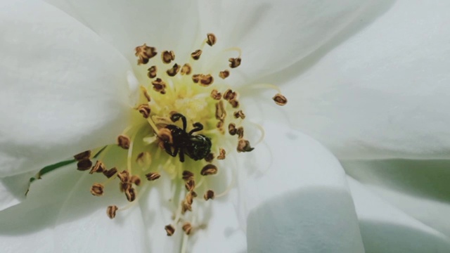 蜜蜂授粉和收集花蜜从白玫瑰花视频素材