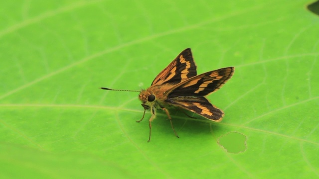 蝴蝶(Ochlodes ochraceus)视频素材