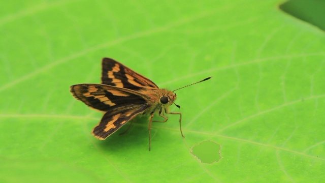 蝴蝶(Ochlodes ochraceus)视频素材