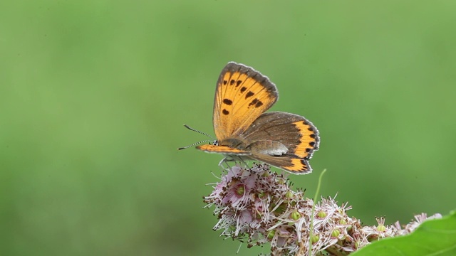 小铜(Lycaena phlaeas)视频素材