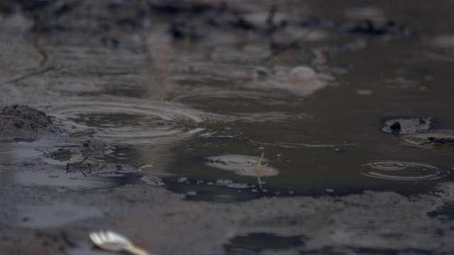 雨滴落在水坑/苏德沼泽，南苏丹，非洲视频素材