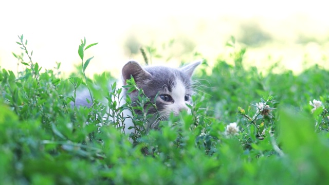 猫坐在草地上视频素材