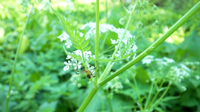 在植物茎上爬行的小虫子视频素材