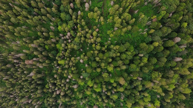 森林在山上鸟瞰图。混交林，绿色针叶树，落叶黄叶。视频下载