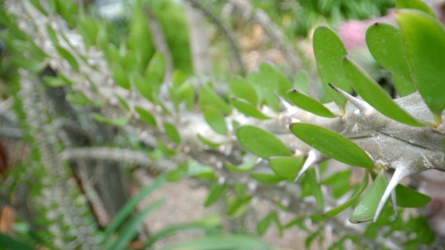 绿色仙人掌植物的长茎视频素材