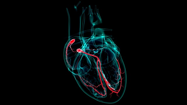 心脏解剖SA和房室结的医学概念3D视频素材