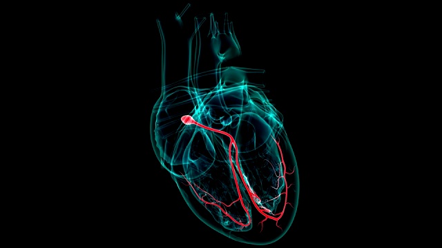 心脏解剖房室结的医学概念3D视频素材