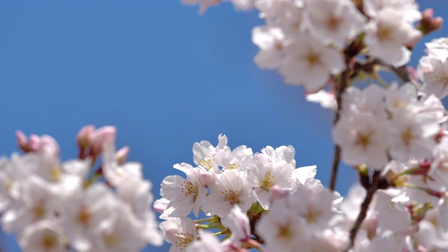 樱花视频素材