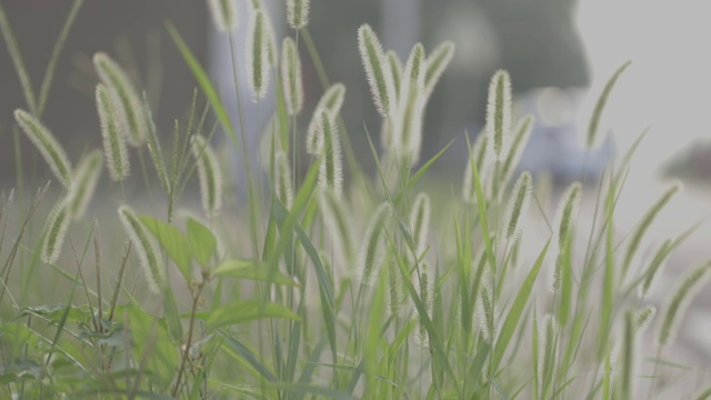 黄昏时分公园里的狗尾草。视频素材