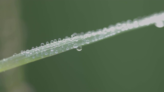 青草上清新的晨露视频素材