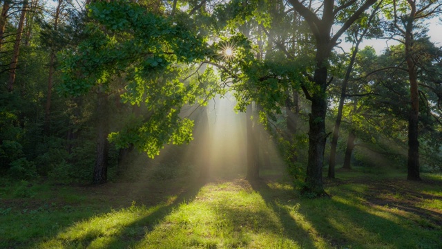 神秘神奇的夏日森林，温暖的阳光。阳光从一棵美丽的绿树的枝叶中透出来。清晨森林里一片阳光明媚的绿地。高质量拍摄4K拍摄视频素材