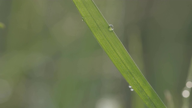 青草上清新的晨露视频素材