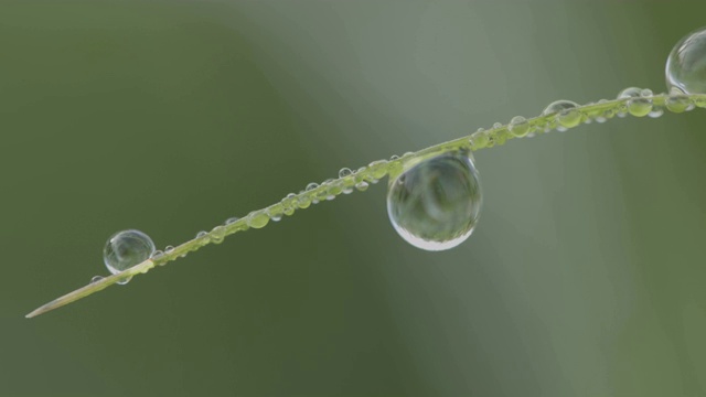 青草上清新的晨露视频素材