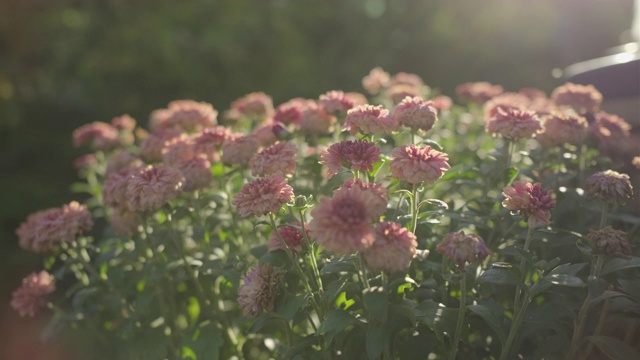 花园里的玫瑰在阳光下盛开视频素材