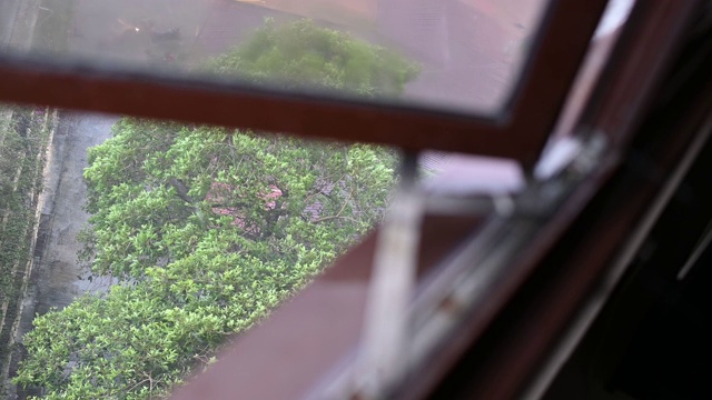 大雨，恶劣的天气，透过窗户往下看，树木在强风中摇晃视频素材