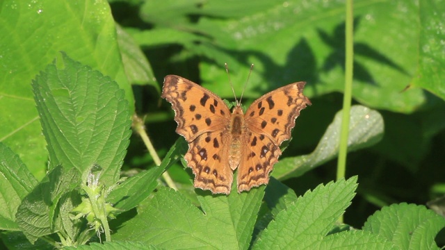 亚洲逗号（Polygonia c-aureum）视频素材