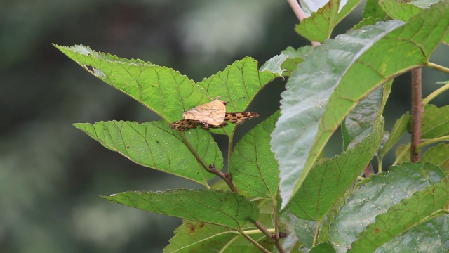 亚洲逗号 (Polygonia c-aureum) 交配视频素材