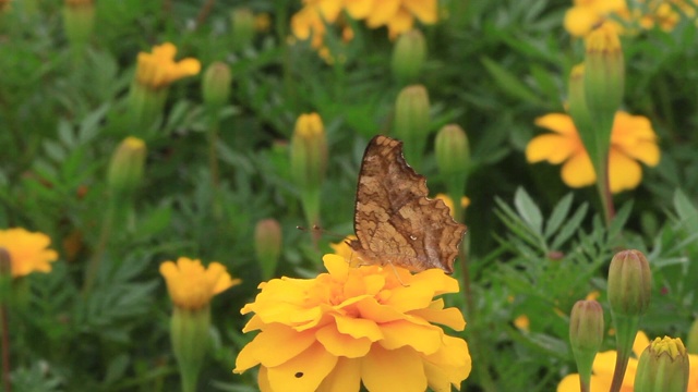 亚洲逗号（Polygonia c-aureum）视频素材