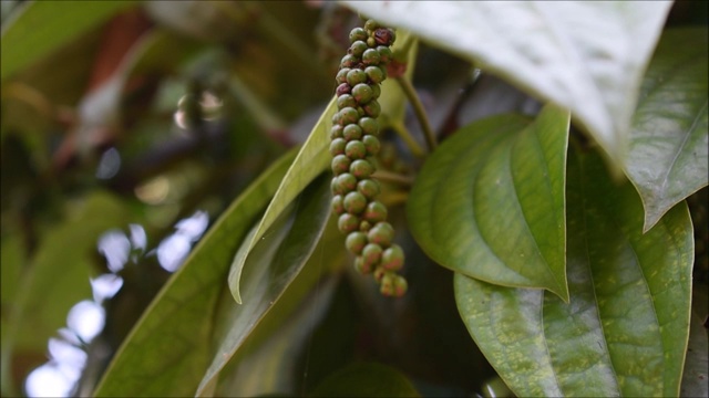 胡椒种植园里的生黑胡椒视频。黑胡椒又叫黑金。视频下载