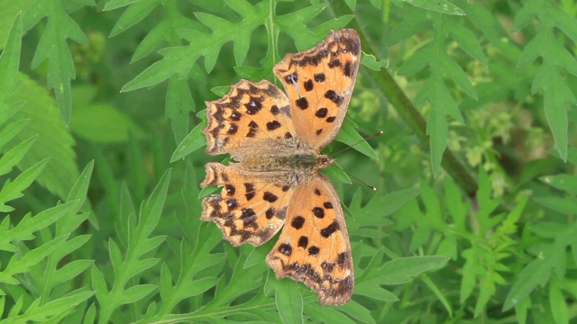 亚洲逗号（Polygonia c-aureum）视频素材