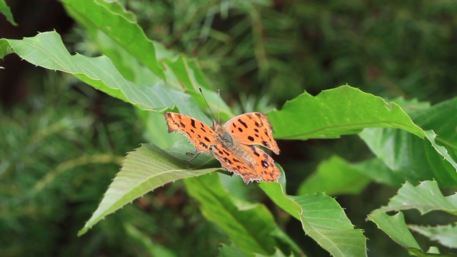 亚洲逗号（Polygonia c-aureum）视频素材