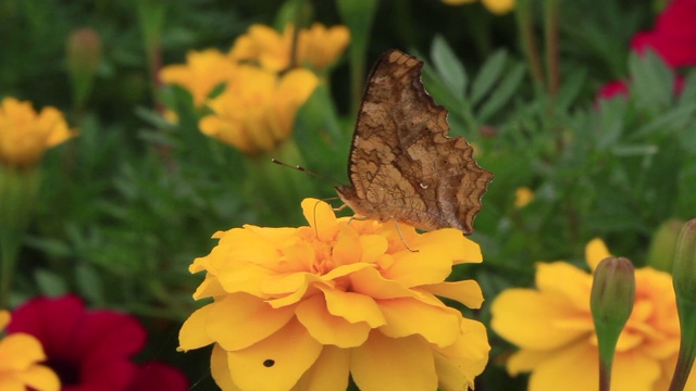 亚洲逗号（Polygonia c-aureum）视频素材