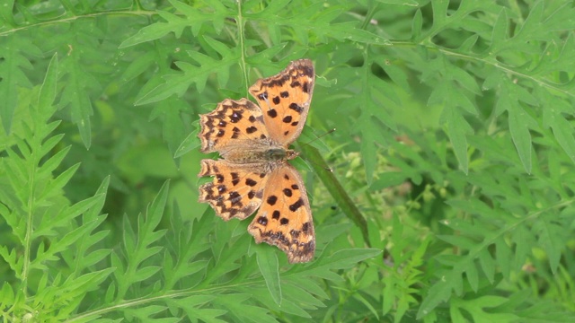 亚洲逗号（Polygonia c-aureum）视频素材