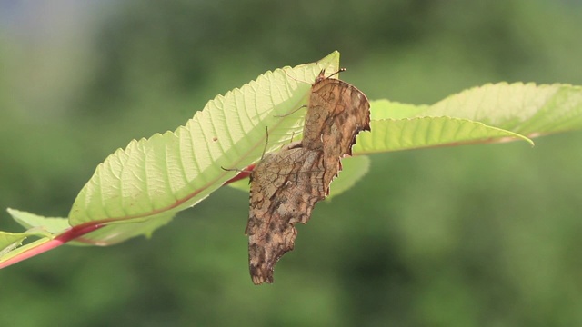 亚洲逗号 (Polygonia c-aureum) 交配视频素材