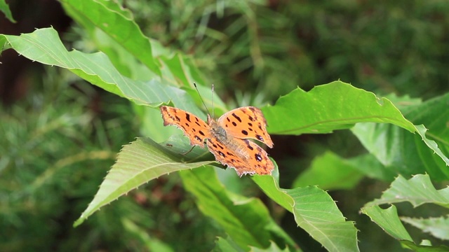 亚洲逗号（Polygonia c-aureum）视频素材