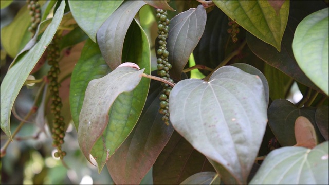 胡椒种植园里的生黑胡椒视频。黑胡椒又叫黑金。视频素材