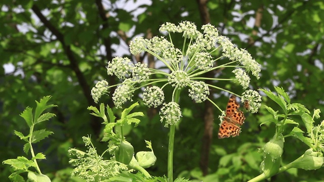 亚洲逗号（Polygonia c-aureum）视频素材