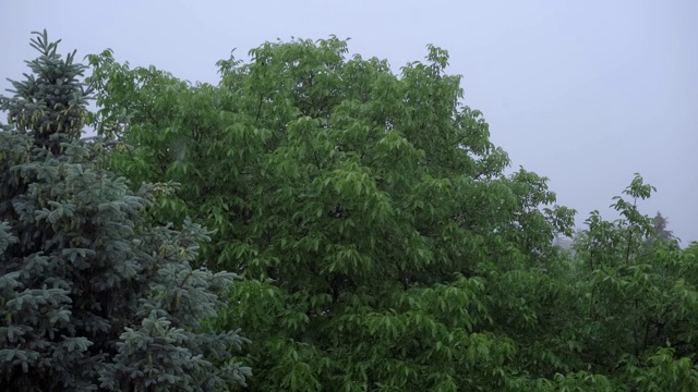 大雨正落在树的背景上视频素材