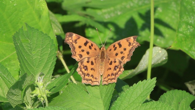 亚洲逗号（Polygonia c-aureum）视频素材